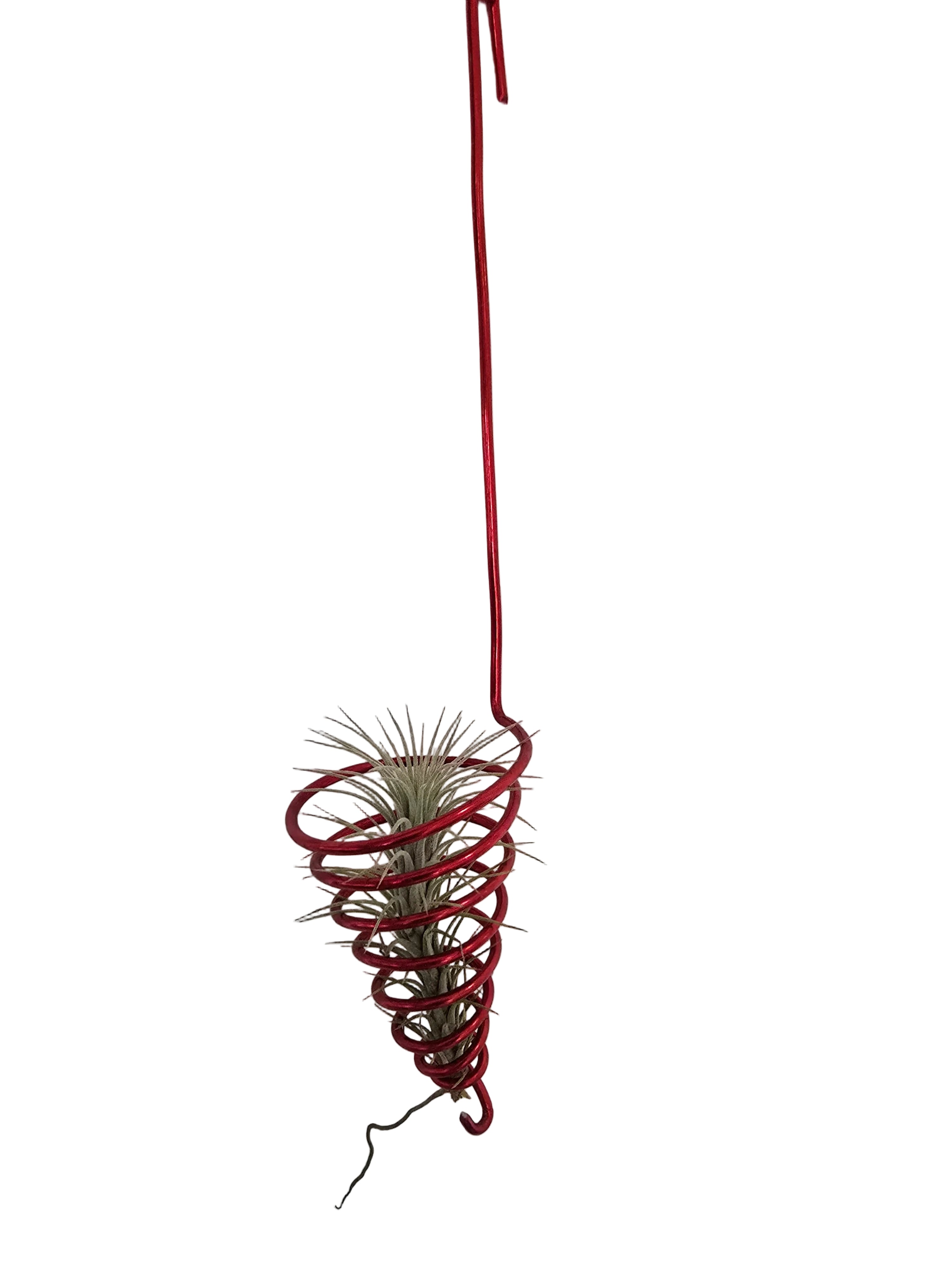 Growing Tillandsia Funkiana in Nairobi, Kenya | Care Guide & Display Ideas