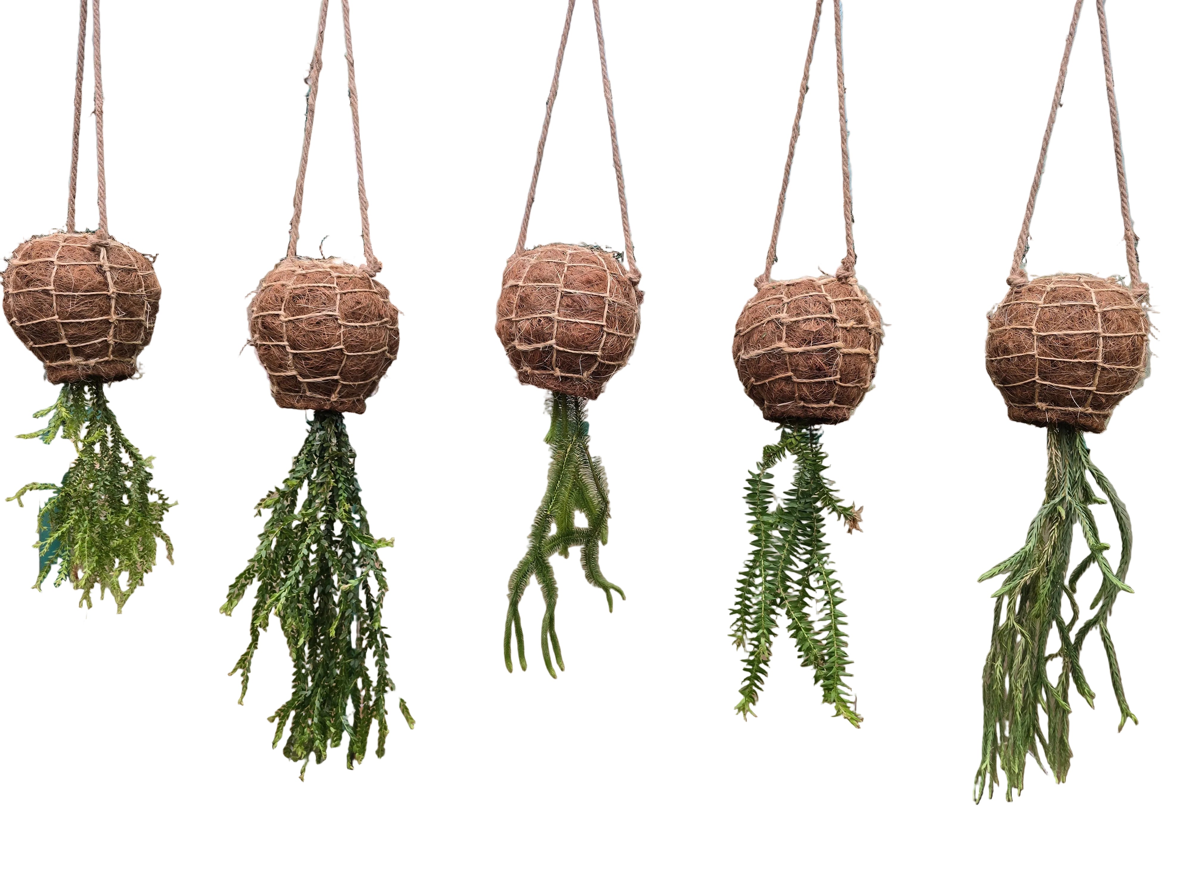 The Ultimate Kokedama Plant List: The Best Plants for Coco Fibre Kokedamas in Kenya