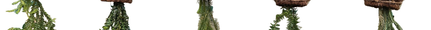 The Ultimate Kokedama Plant List: The Best Plants for Coco Fibre Kokedamas in Kenya