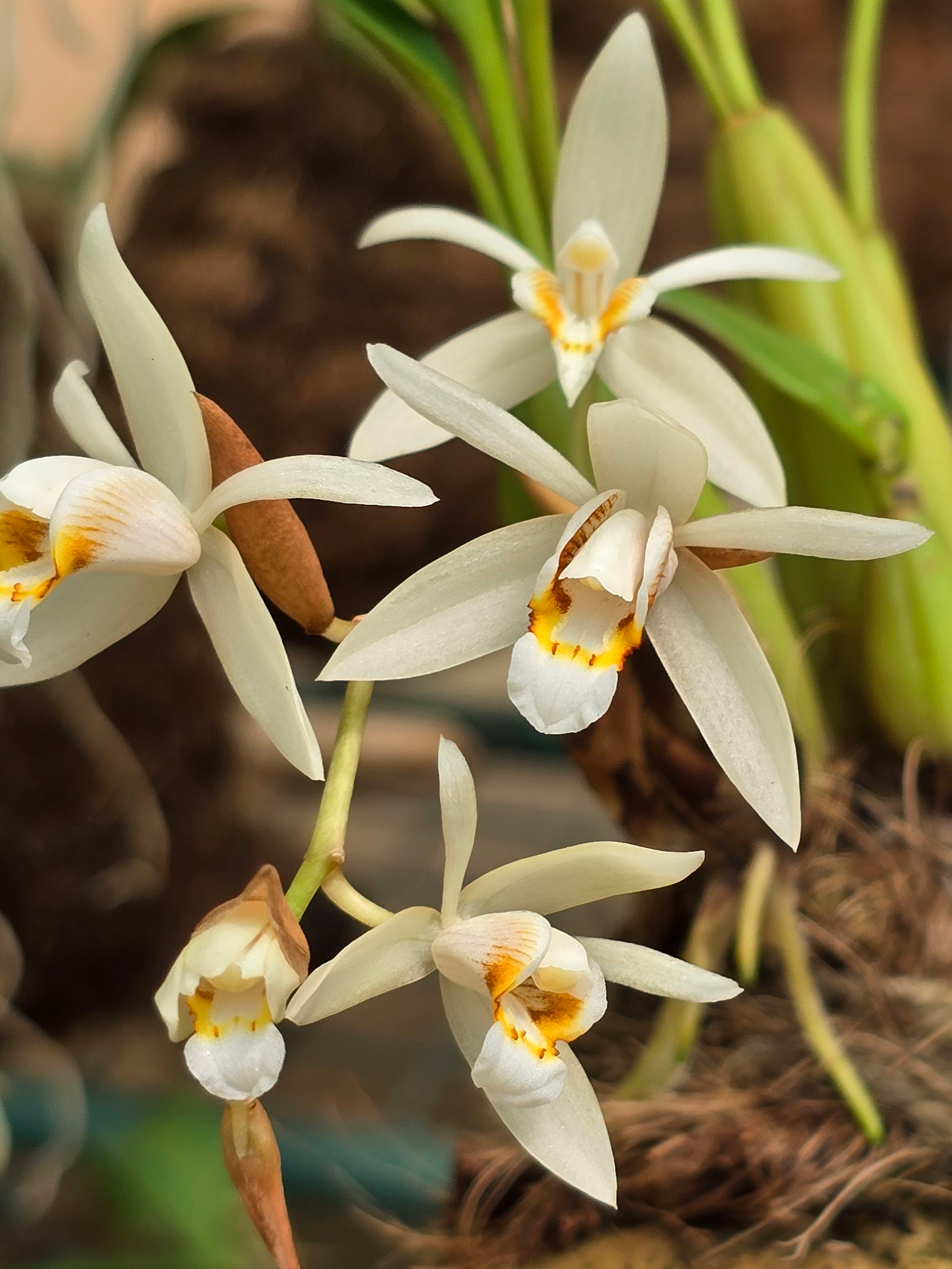 Coelogyne flaccida: The Fragrant Himalayan Orchid That Thrives in Kenya's Highlands