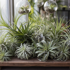 Collection image for: AIR PLANTS