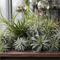 AIR PLANTS