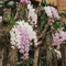 ORCHIDS