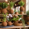 KOKEDAMA