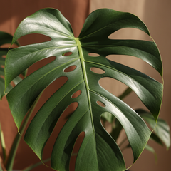 Collection image for: MONSTERA