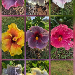 Collection image for: HYBRID HIBISCUS