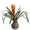 BROMELIADS