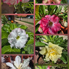 Collection image for: HYBRID DESERT ROSES