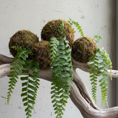 Collection image for: FERNS