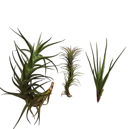 Grown in Kenya by Kenya's Air Plant Experts - TopicalOrchids254