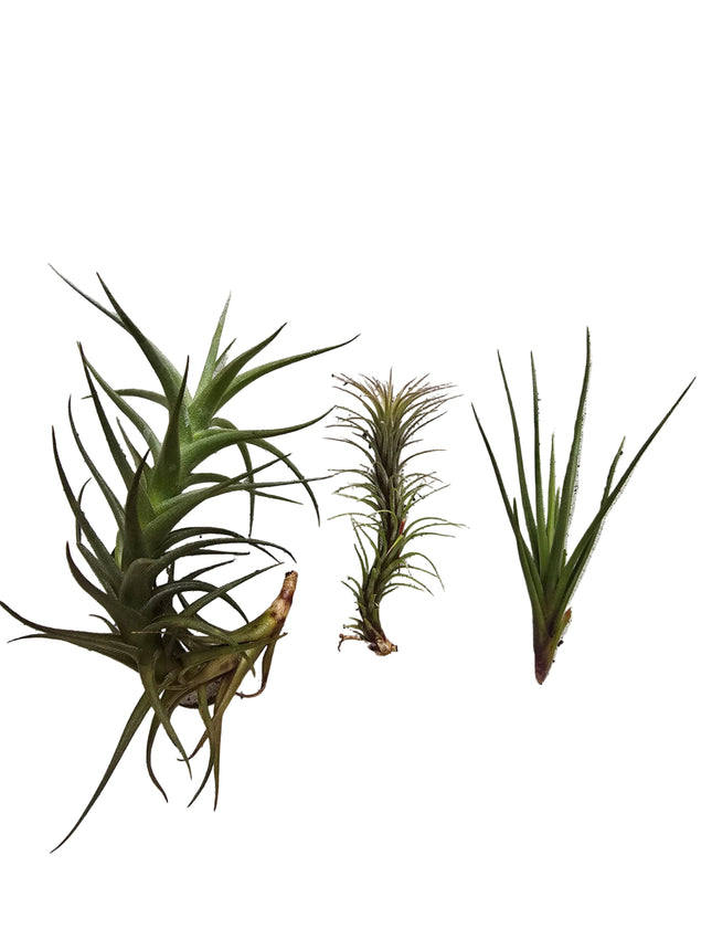 Grown in Kenya by Kenya's Air Plant Experts - TopicalOrchids254