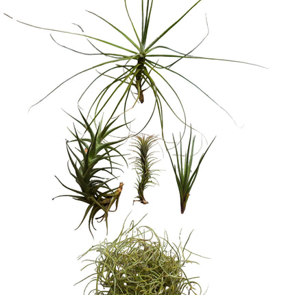 Air Plant Starter collection grown and sol by Kenya's Air Plant Experts - TropicalOrchids254