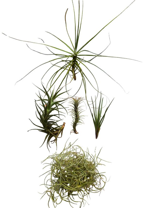 Air Plant Starter collection grown and sol by Kenya's Air Plant Experts - TropicalOrchids254