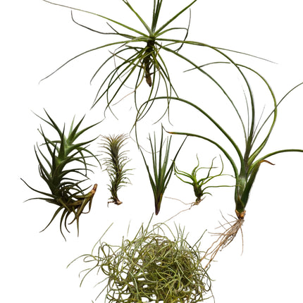 Grown in Kenya by TopicalOrchids254