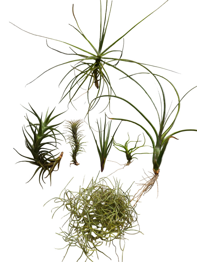 Grown in Kenya by TopicalOrchids254