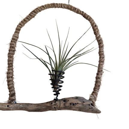 Driftwood Hanging Air Plant Holder