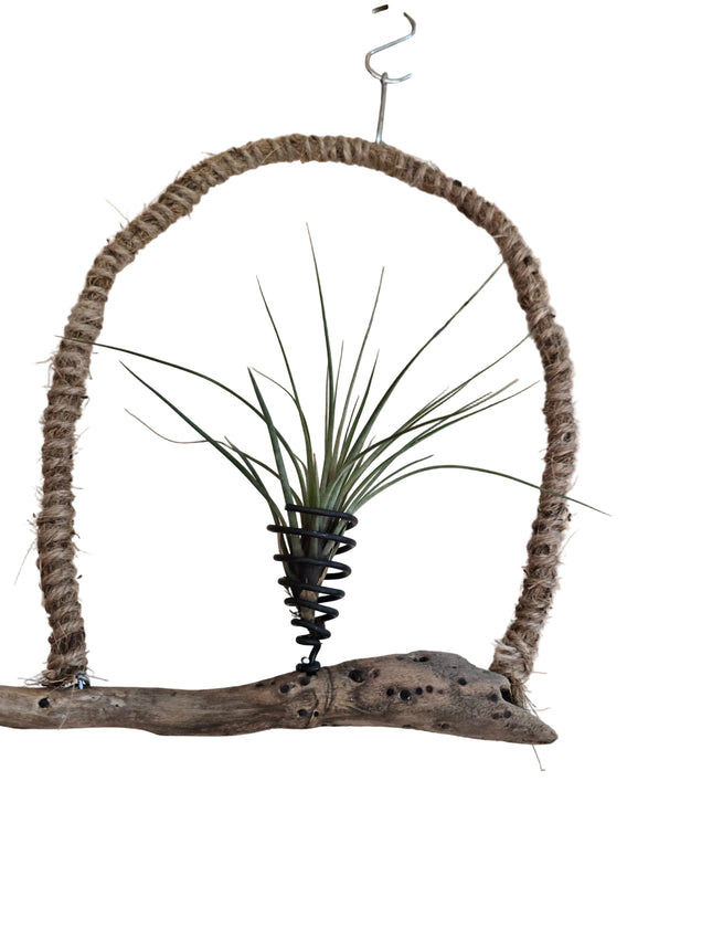 Driftwood Hanging Air Plant Holder
