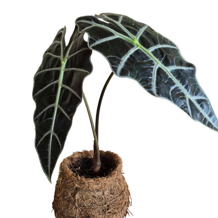Alocasia Amazonica Kokedama grown and made in Kenya by TropicalOrchids254