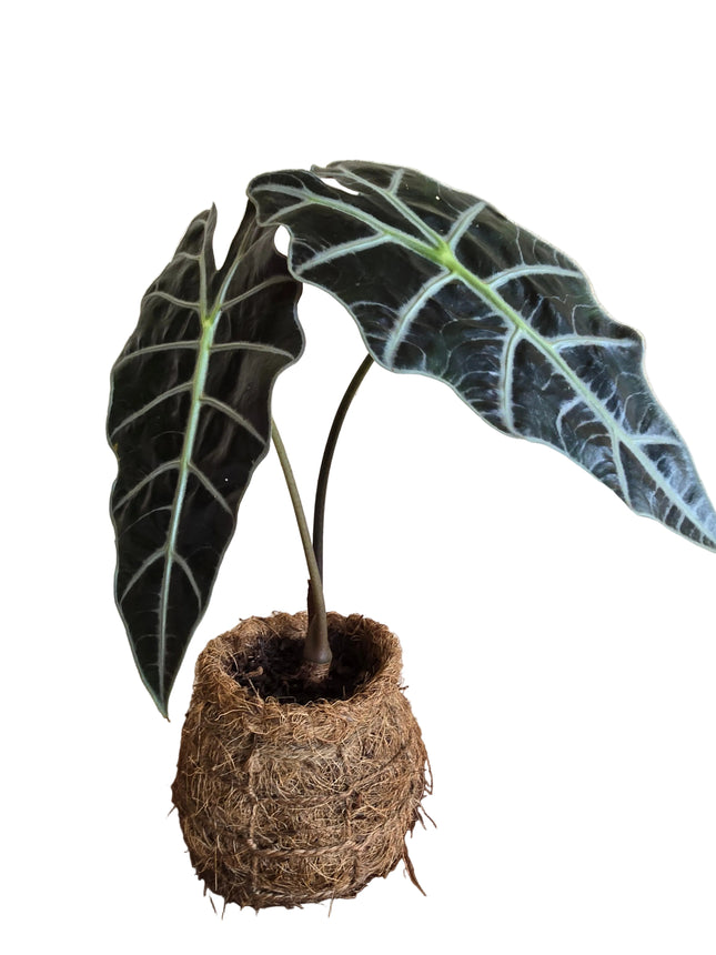 Alocasia Amazonica Kokedama grown and made in Kenya by TropicalOrchids254
