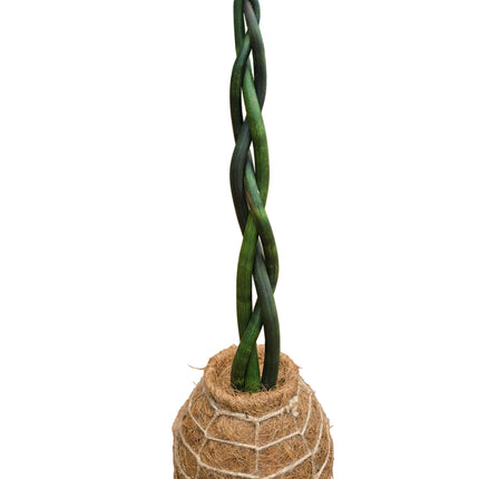 Braided Sansevieria Kokedama