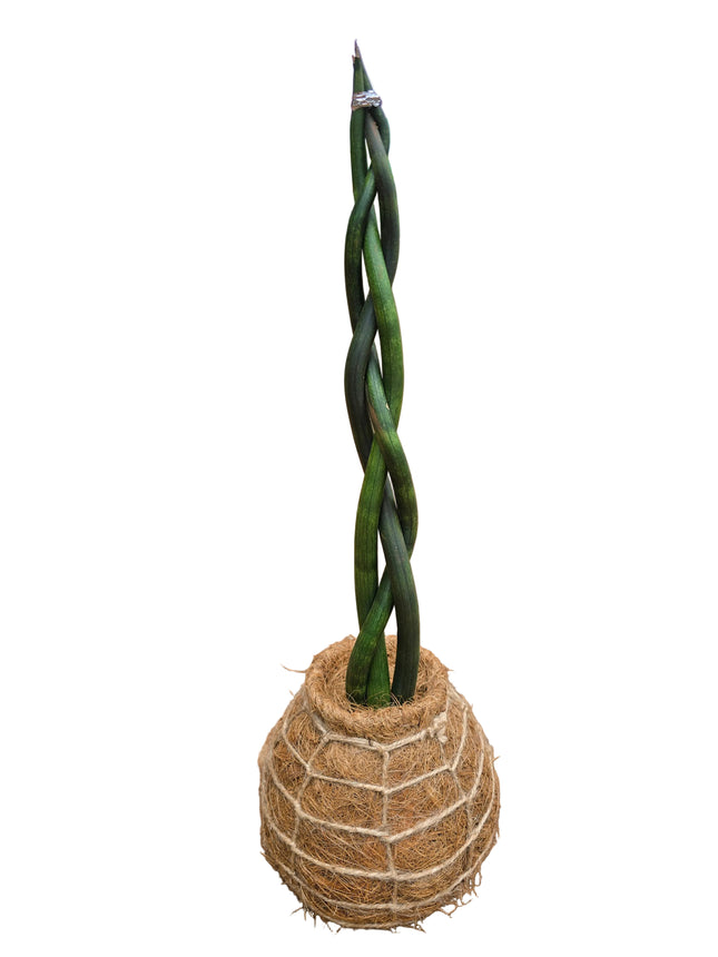 Braided Sansevieria Kokedama