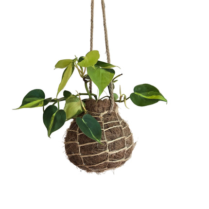 Hanging cocofibre Kokedama grown and made in Kenya by TropicalOrchids254