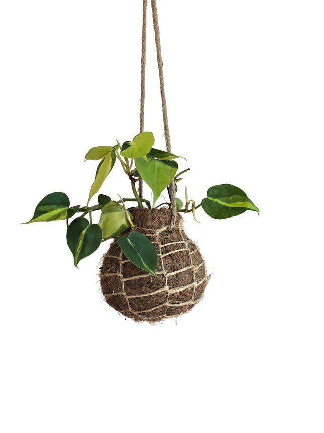 Hanging cocofibre Kokedama grown and made in Kenya by TropicalOrchids254