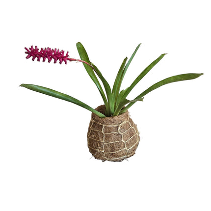 Bromeliad – Aechmea Gamosepala Kokedama