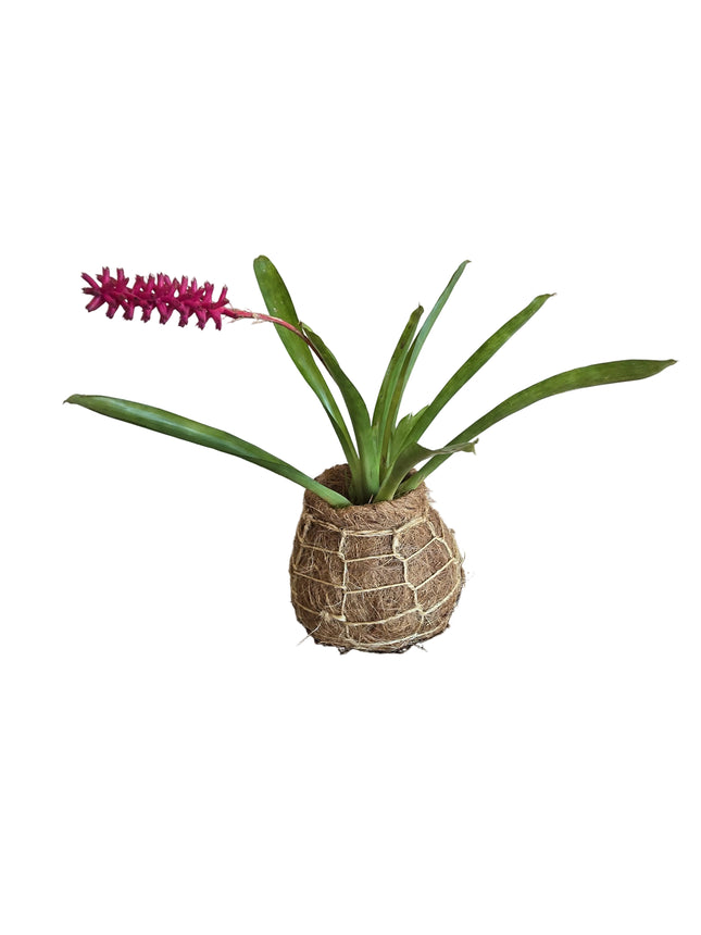 Bromeliad – Aechmea Gamosepala Kokedama