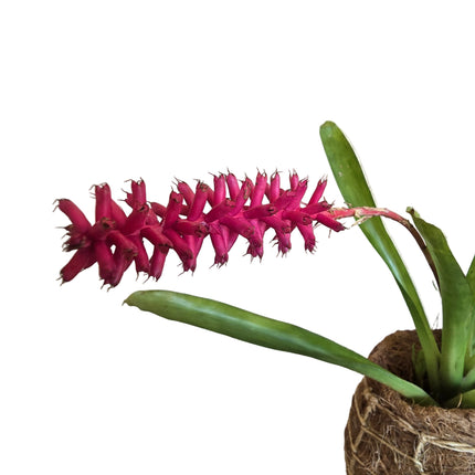 Bromeliad – Aechmea Gamosepala Kokedama
