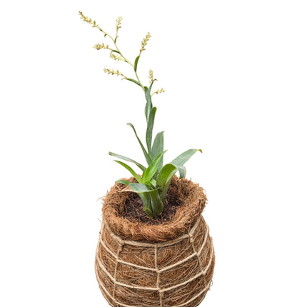 Bromeliad – Catopsis Morreniana Kokedama – Mini Form