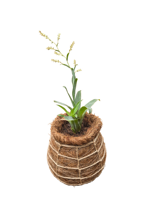 Bromeliad – Catopsis Morreniana Kokedama – Mini Form