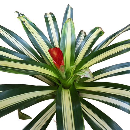 Bromeliad – Neoregelia Carolinae Kokedama
