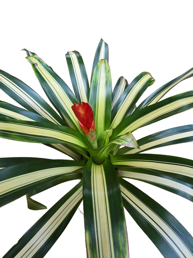Bromeliad – Neoregelia Carolinae Kokedama