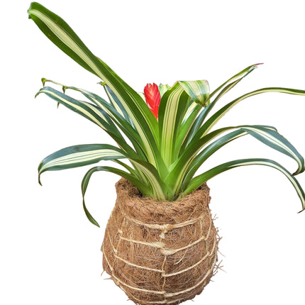 Bromeliad – Neoregelia Carolinae Kokedama Tropical Orchids 254 