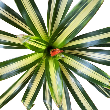 Bromeliad – Neoregelia Carolinae Kokedama Tropical Orchids 254 