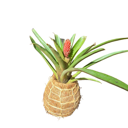 Bromeliad – Quesnelia Quesneliana Kokedama