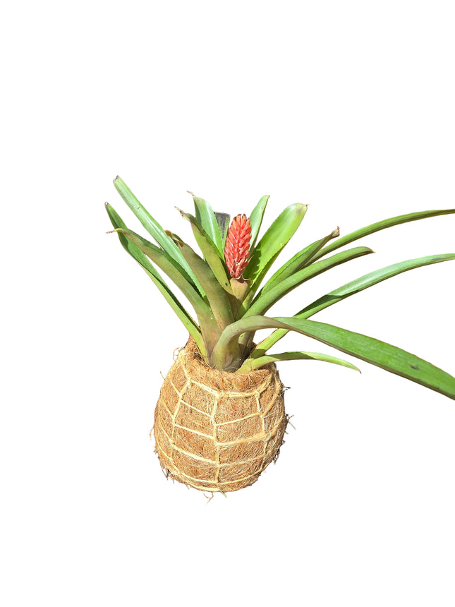 Bromeliad – Quesnelia Quesneliana Kokedama