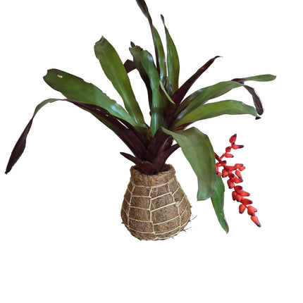 Bromeliad – Werauhia Sanguinolenta Kokedama