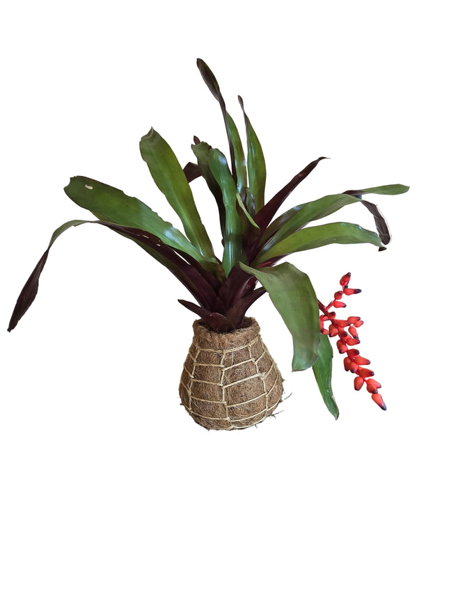 Bromeliad – Werauhia Sanguinolenta Kokedama