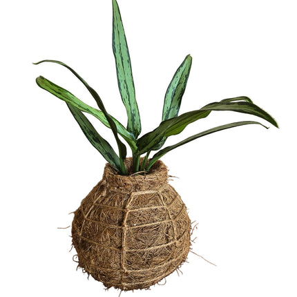 Chinese Evergreen in Kokedama