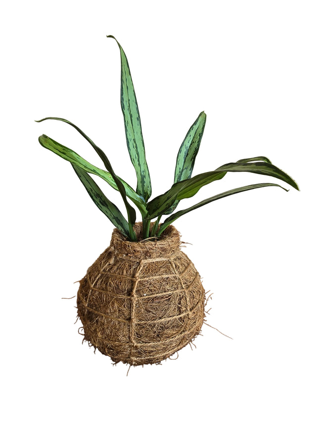 Chinese Evergreen in Kokedama