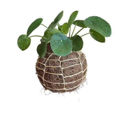 Chinese Money Plant (Pilea Pepperomioides) Kokedama