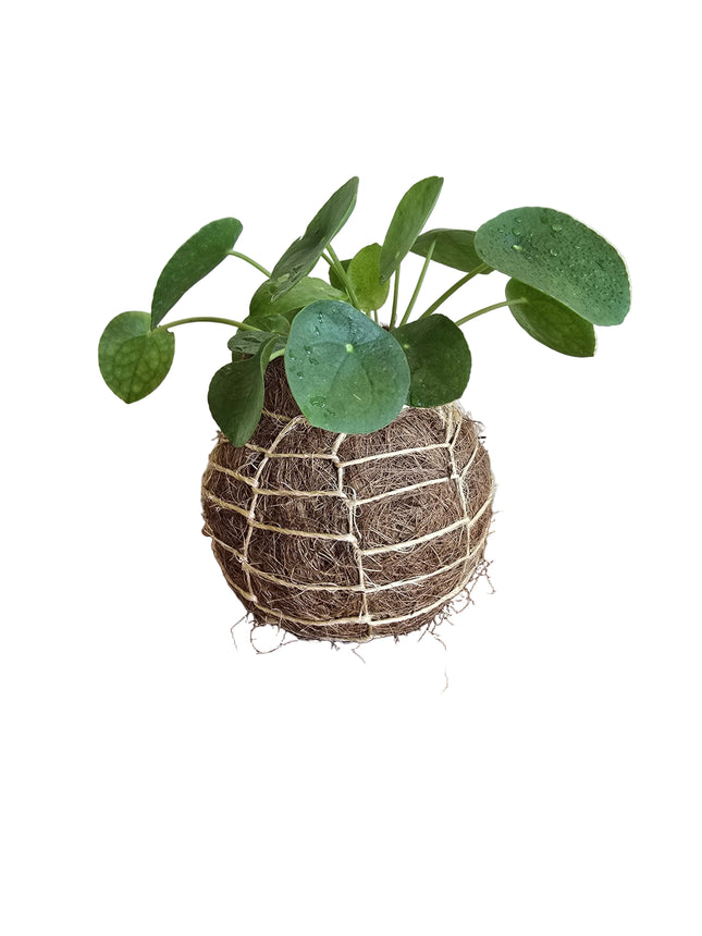 Chinese Money Plant (Pilea Pepperomioides) Kokedama