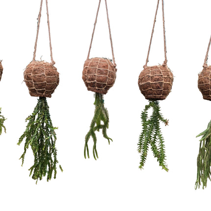 Collectors Set of 5 Different Types of Tassel Ferns