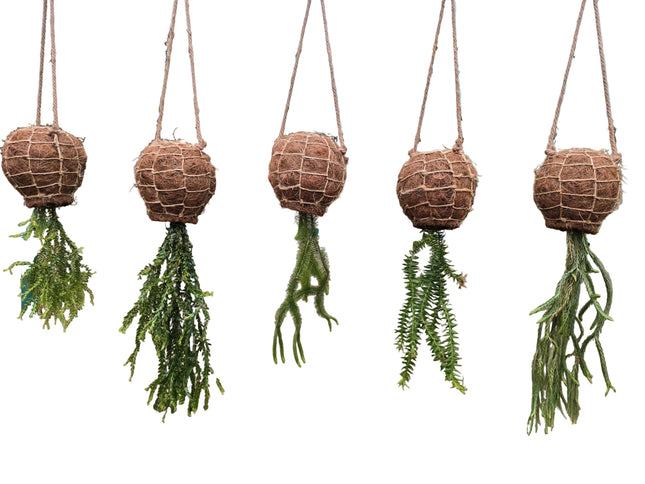 Collectors Set of 5 Different Types of Tassel Ferns
