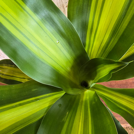 Brazil Dracena Kokedama grown and made in Kenya by TropicalOrchids254