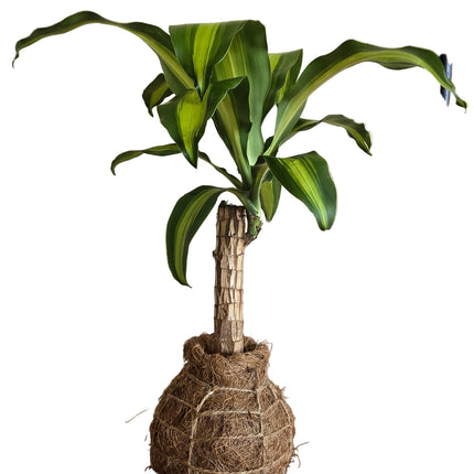 Dracena Brazil Plant Kokedama grown and made in Kenya by TropicalOrchids254