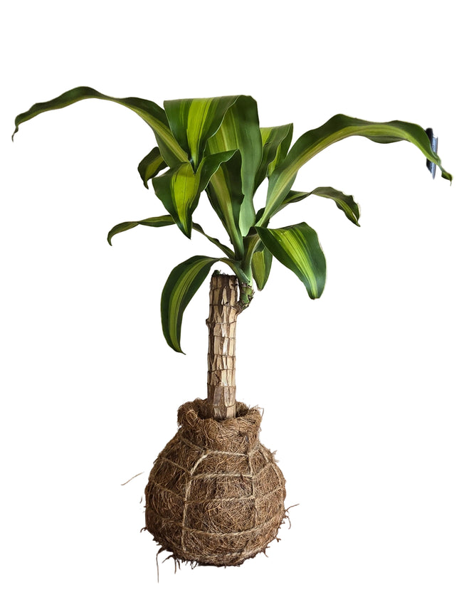 Dracena Brazil Plant Kokedama grown and made in Kenya by TropicalOrchids254