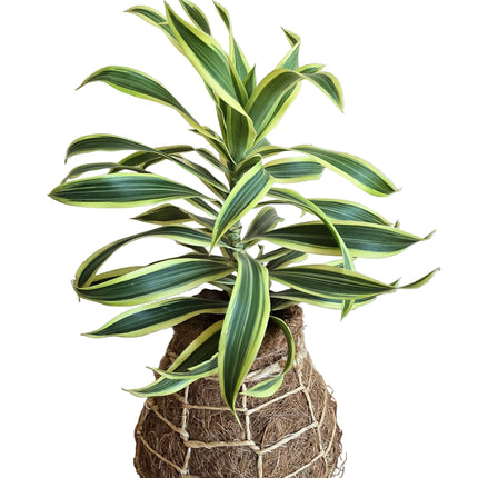 Dracaena Song of India Plant Kokedama grown and made in Kenya by TropicalOrchids254